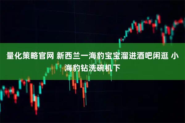 量化策略官网 新西兰一海豹宝宝溜进酒吧闲逛 小海豹钻洗碗机下
